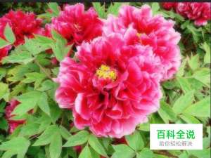 如何用photoshop做柔光特效