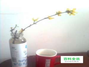 如何自制创意花盆