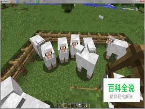 如何在我的世界中养羊？