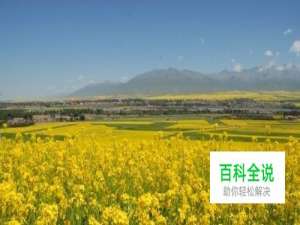 去罗平看油菜花，吃油菜宴