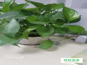 三星s8/s8+怎样拍摄带Galaxy水印的照片