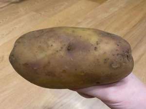 土豆发芽怎么办有什么好的方法（发了芽的土豆怎样处理才能够使用）