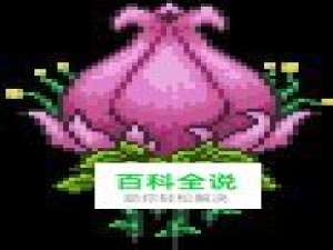 泰拉瑞亚怎么打世纪花