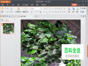 wps怎么设置ppt背景