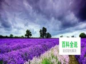 学会这3个小技巧，轻松拍出最美花海照