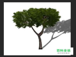 用photoshop给树木制作影子