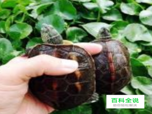 怎么区分花草杂和花龟