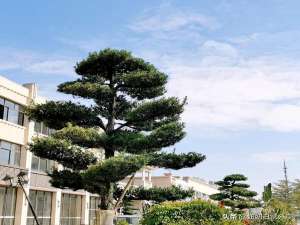 真苹果手机和假苹果手机有什么区别（怎么识别真的苹果手机）