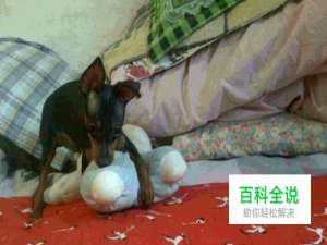 怎用手机相机拍玩耍鹿狗画面