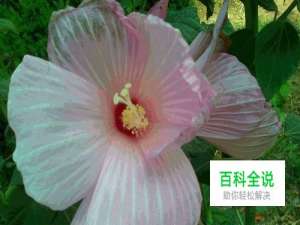 怎样用手机拍花期短的花