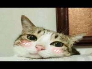 …少女心爆炸 宁愿在梦里幸福的过，