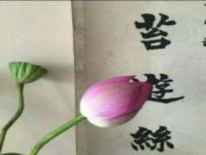 不要太乖 不想做的事可以拒绝做不到的事不... 有人想拥有一切 而我