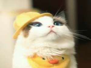 我的小可爱 曾经的海枯石烂，最后