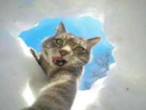 猫咪 哪里那么多心狠和潇洒