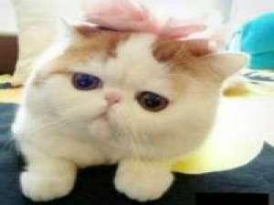 捕获可爱猫一只? 我像信徒一样祈祷，可