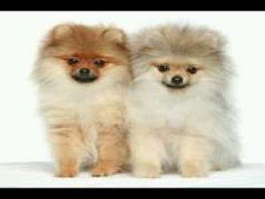 一组萌萌哒，我的最爱。 辗转在谁的年华谁的天