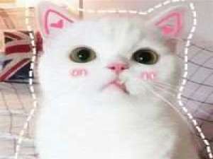 可爱死了的小猫咪 命裏有時終須有。命裏