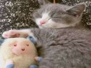 想变成一只猫在你怀里睡着有空就对你撒娇 活得累是因为心里装了