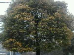 不经意的思念是那么痛