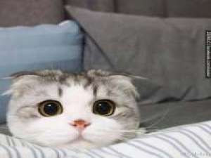 曾经有个人对我说 你呀现在就可劲吃 吃的... 其实我说分手是想被挽