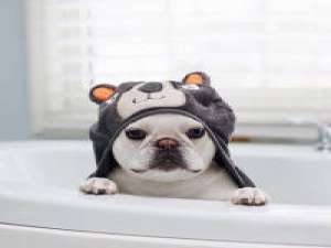 养一只呆萌的小法斗。 我忘了我一直都在爱你