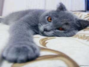 就是喜欢猫。 每天都过得很丧，听丧