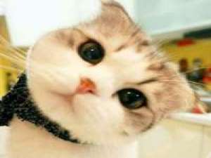 以后要给老婆买一只猫。 Reluctant