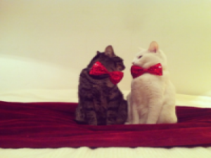 喵≧﹏≦ 忙碌是一种幸福，让我