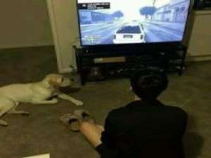 是敌不为友 爱是一万公顷的森林