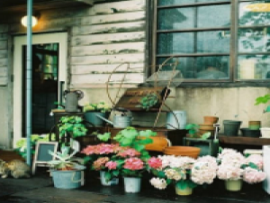 开个花店吧 不知从什么时候开始,