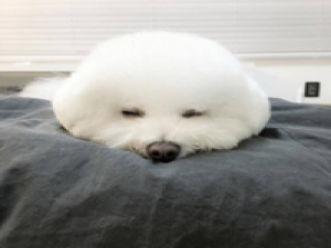 比熊犬 聽着歌曲没由來旳會感