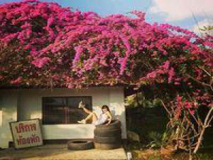 有没有人和我一样喜欢这些 向阳而开的花开起来就