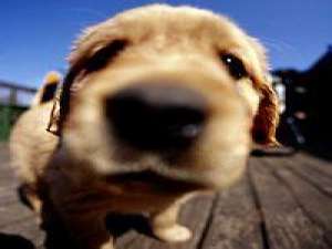 狗狗头像 爱你我感觉好累，可我