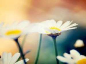 小小的花儿 ? 别总是来日方长这世上