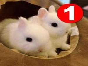 萌萌哒的兔子萌萌哒的跳~ 我的心里堆着好多话…