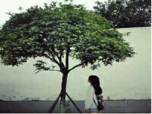 LN‘ 别说我很好，我很好为