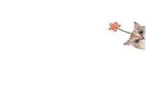 无处不在的喵星人。 所有人都在笑我，像疯