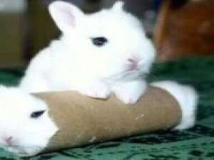 萌得我不要不要的 还有谁像我一样卑微的