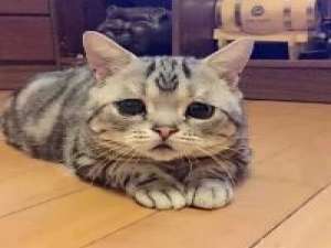 委屈喵喜欢咩> < 一个人难过的时候,是