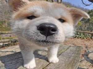 萌萌哒的汪星人来袭 Buried cit