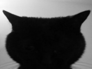 就这么多了  大爷们来点花 青春仿佛因我爱你才开