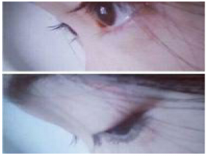 吾家猫祭. 幸福不是曹操,说来