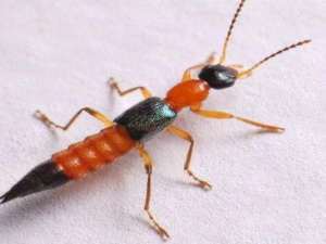 隐翅虫是什么？被隐翅虫咬了有什么症状，擦什么药？