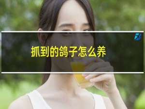 抓到的鸽子怎么养