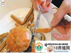 如何吃螃蟹和剥螃蟹的插图
_水产养殖(养大闸蟹的技巧)