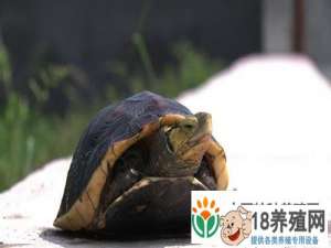 破产后，卢·郭飞通过养海龟实现了数百万的财富
_水产养殖(养甲鱼的技巧)