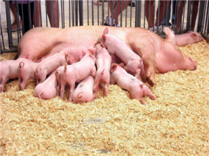 今天的猪价涨了，六月份还能继续涨吗？