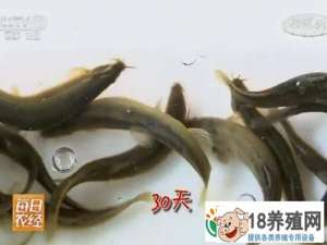 顺应市场，台湾泥鳅每亩收入过万元
_水产养殖(养泥鳅的技巧)