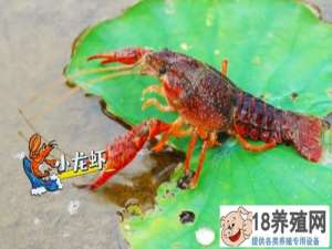 莲藕塘套种小龙虾的秘诀是什么，如何让小龙虾有合适的密度，增产增收？
_水产养殖(养河虾的技巧)