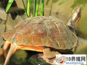 金龟子栽培技术
_水产养殖(养乌龟的技巧)